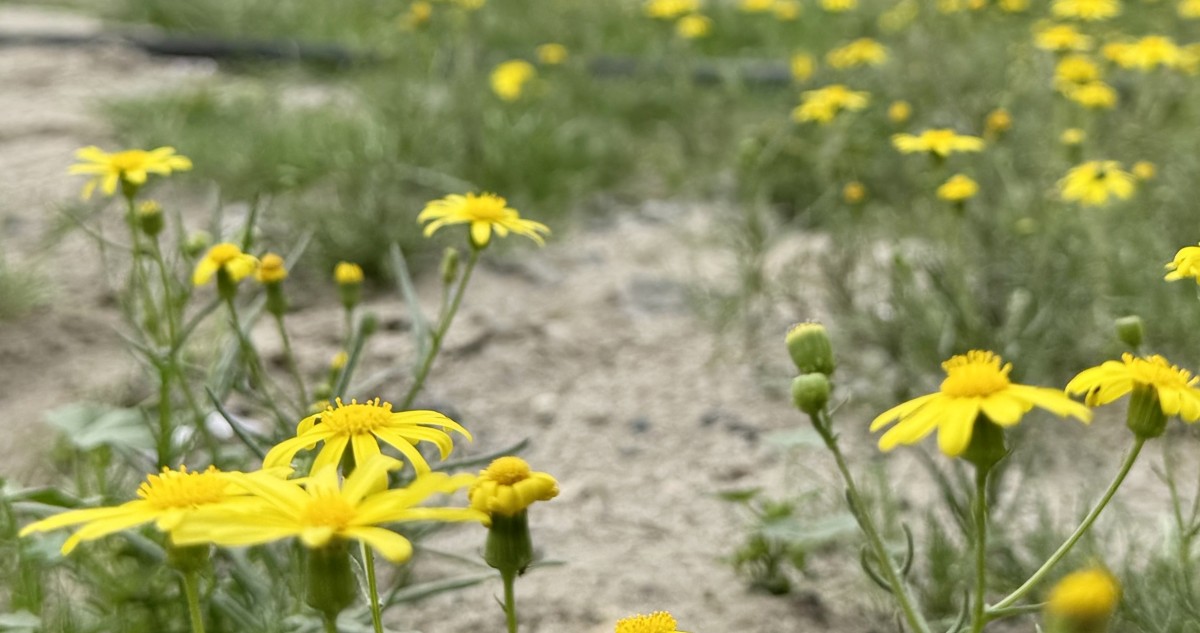 أزهار النوير... شموس صغيرة تطرز وشاحاً أصفر وتفيض جمالاً