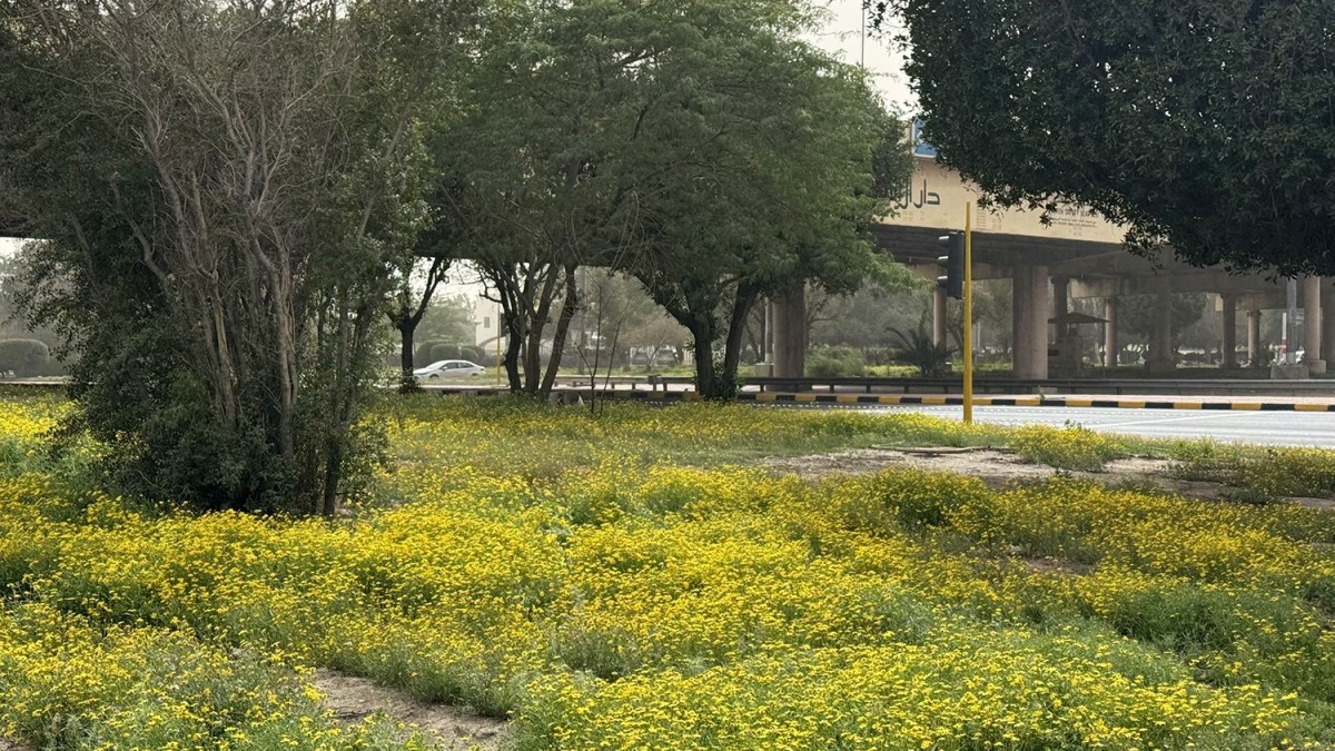 أزهار النوير... شموس صغيرة تطرز وشاحاً أصفر وتفيض جمالاً