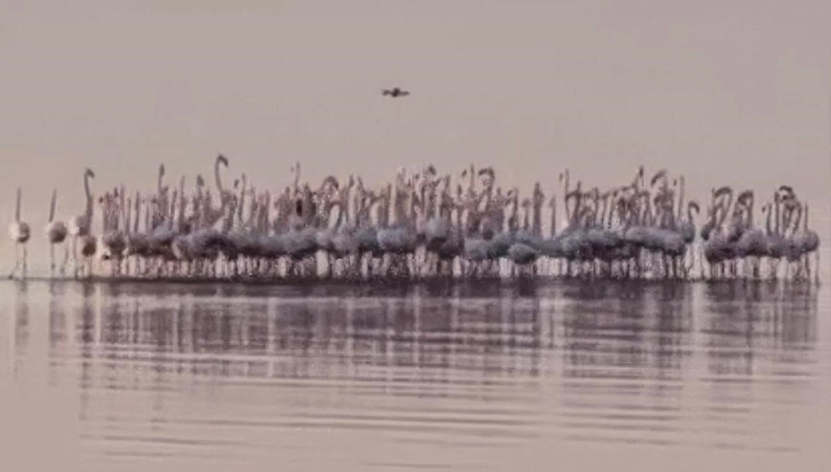 'البيئة': استخدام 'الدرون' قرب الكائنات الفطرية يعرّضها للخطر ويؤثر سلباً في دورات تكاثرها