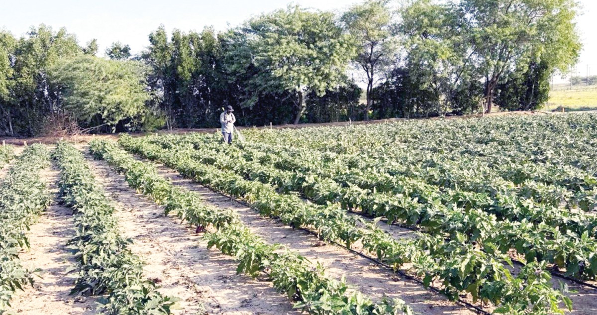 المزارع الكهيدان: المهرجانات النموذجية... تعمل تحت مظلة الاتحاد الكويتي للمزارعين