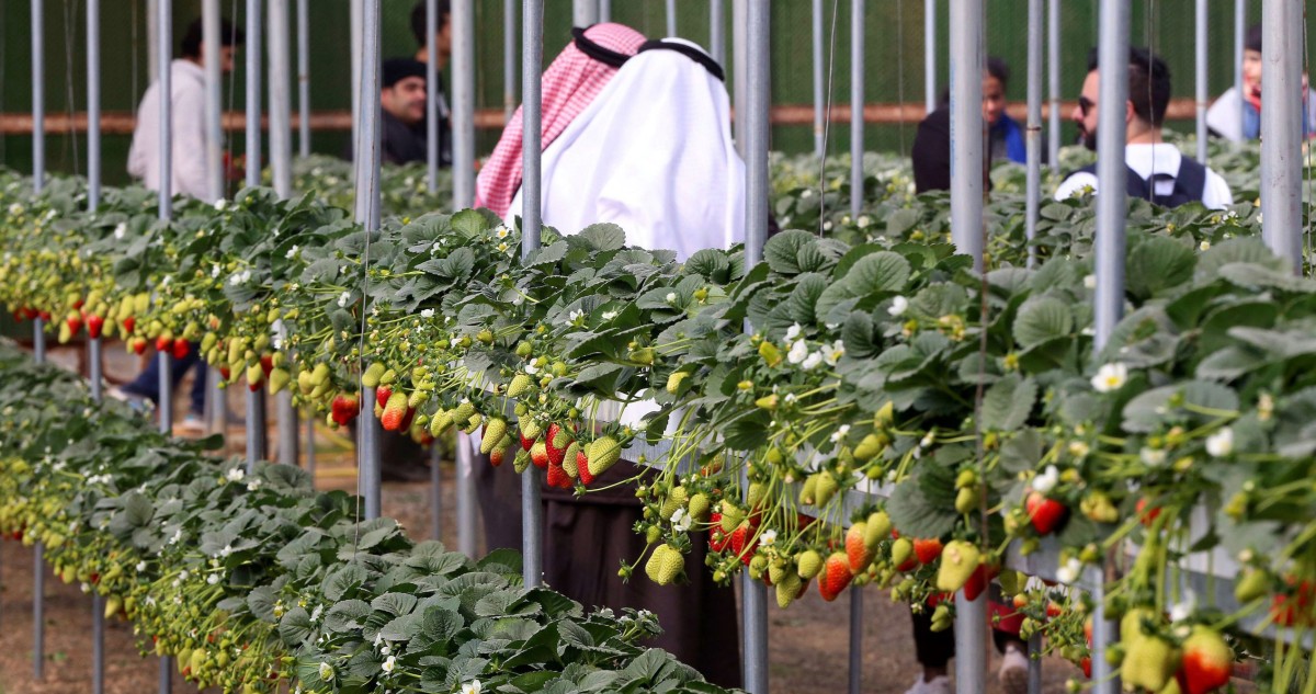 الفريح: أزمة عالمية بالغذاء في حال استمرار الحرب