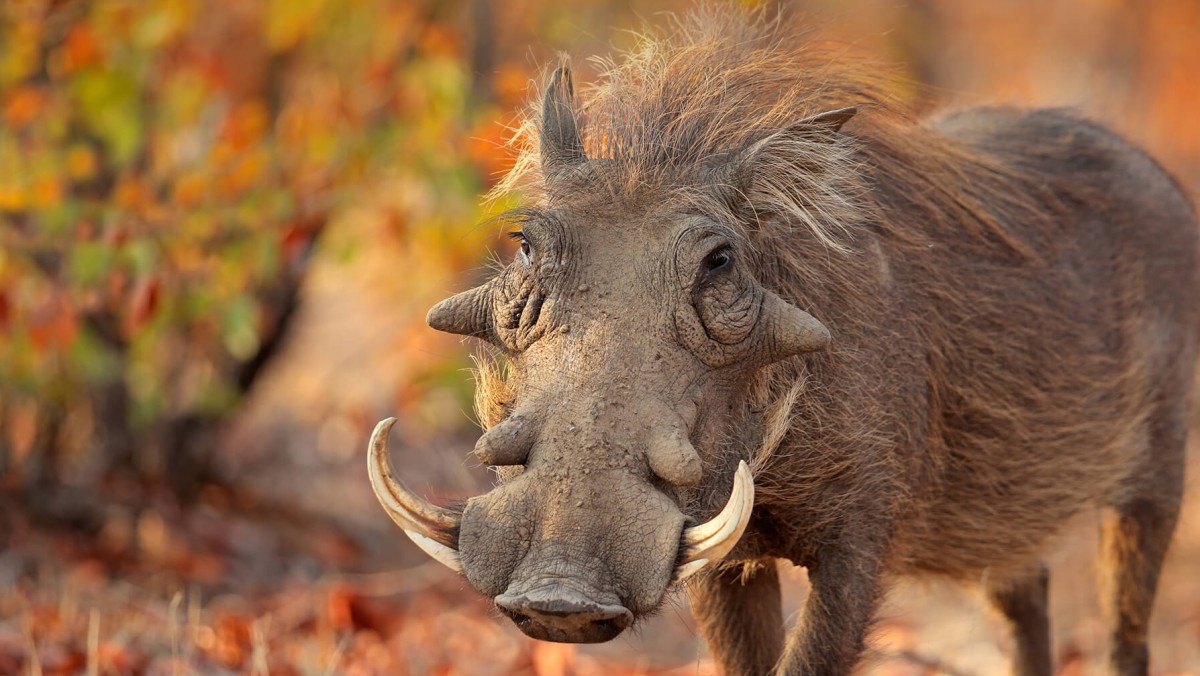 خنزير بري يفتش مركز ديكور منزلي ألمانياً