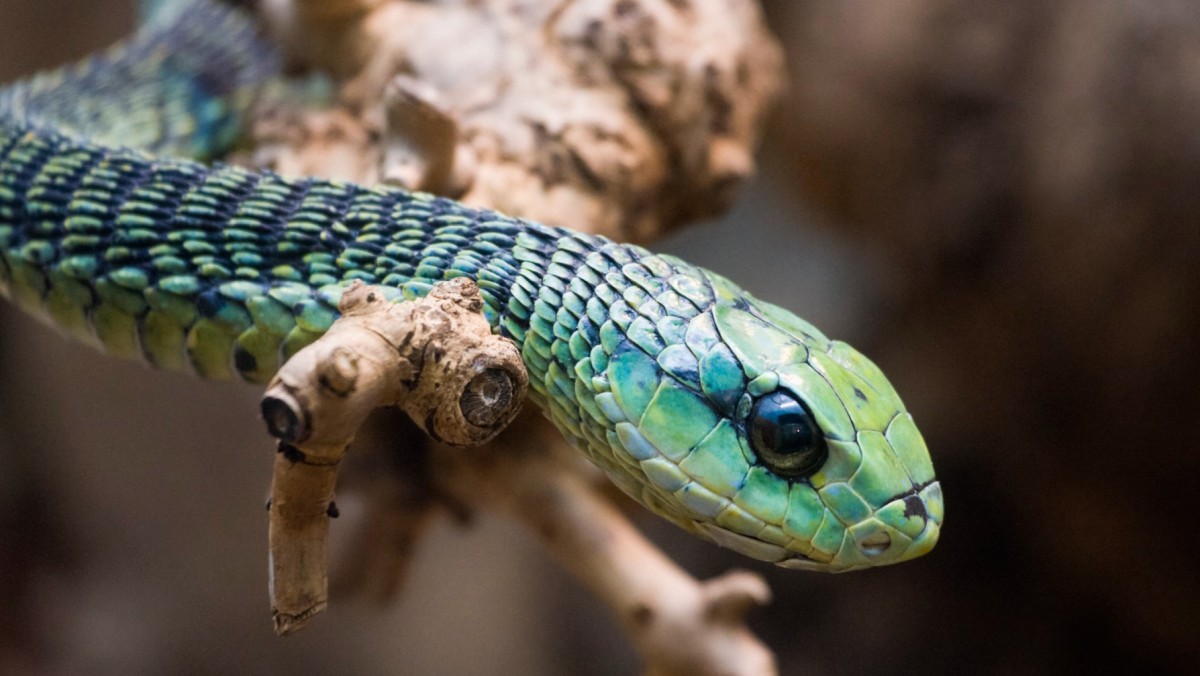 'ثعبان الشجر الأفريقي'... يحول جسد الملدوغ إلى مصفاة