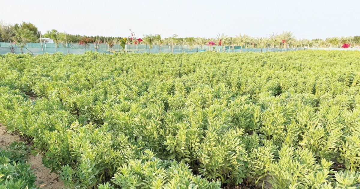 عمر أبوزور: نتجه للاكتفاء الذاتي من إنتاج بطاطا المائدة