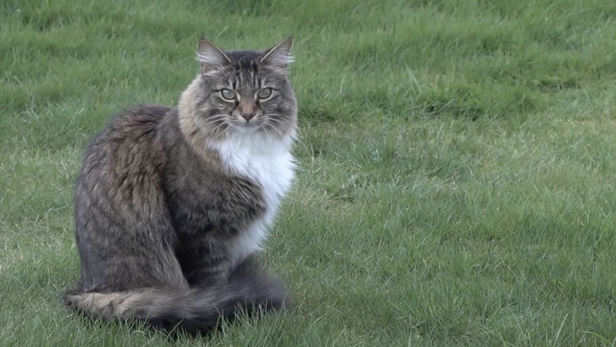 قط يعبر حدود كندا وأميركا يومياً بلا جواز سفر