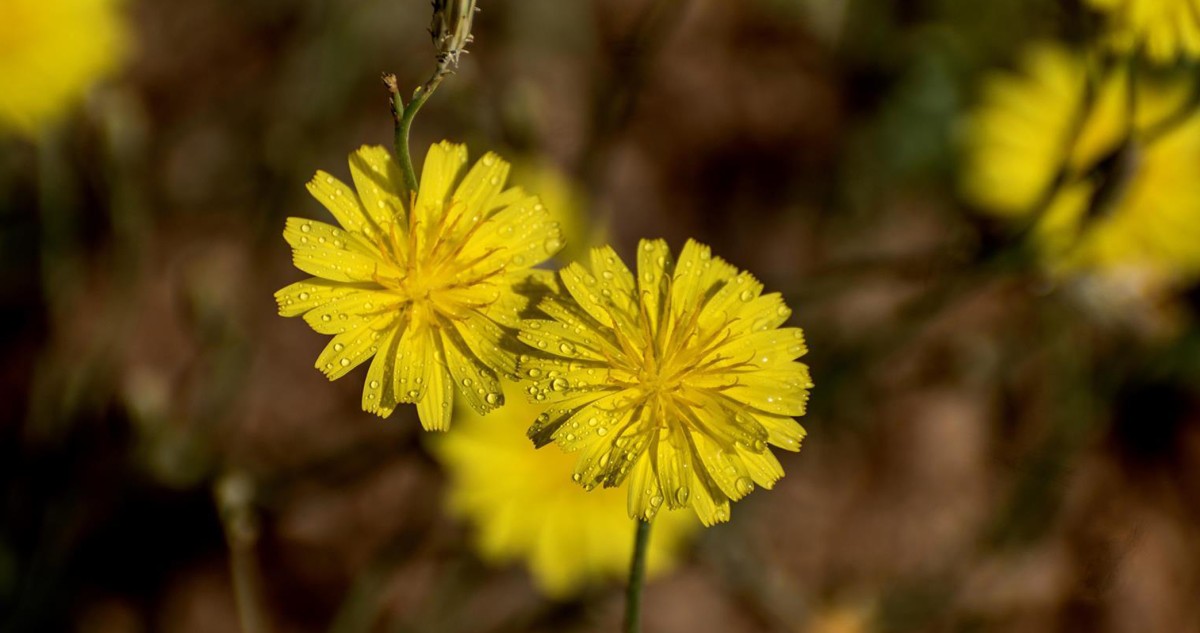 'زهرة العرفج'... رسالة وفاء لصمود الأبطال