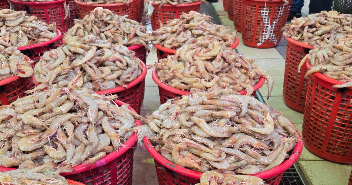 السَّمك أخافته الحرب... والروبيان... كان زمان!