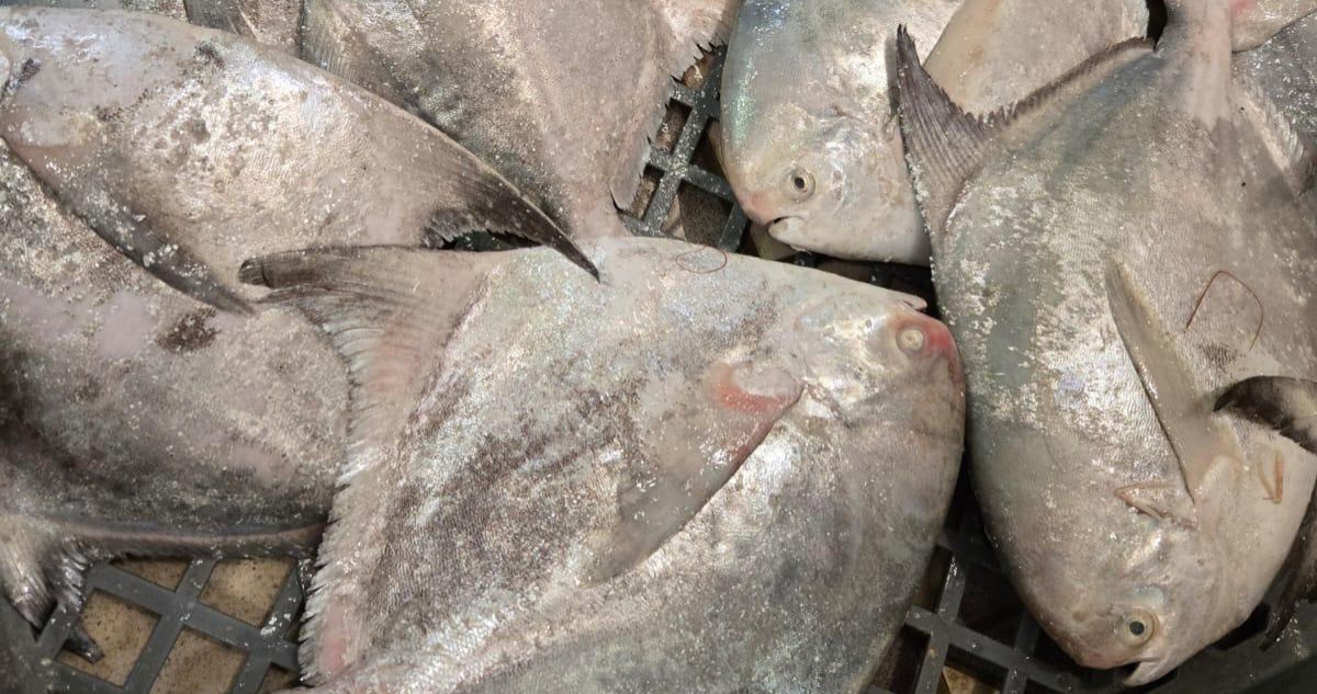 السَّمك أخافته الحرب... والروبيان... كان زمان!