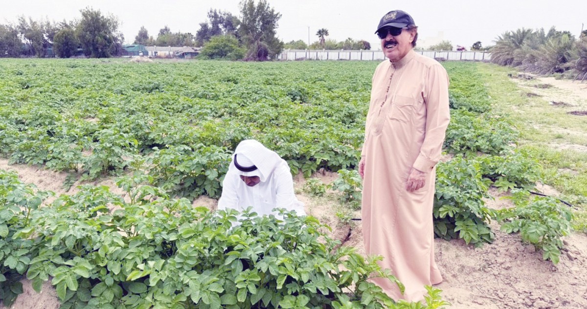 العميد الجارالله: مطلوب مخازن مبرّدة لخزن الفائض من المحاصيل الستراتيجية