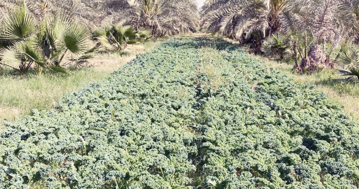 قبازرد: حبّنا للكويت يقتضي الإنتاج في المناطق الزراعية الحدودية