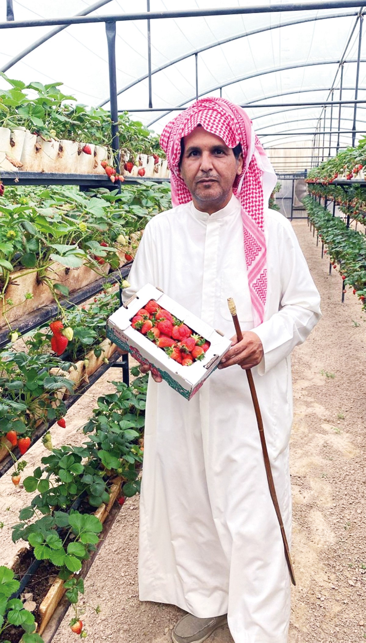 المطيري يجني موسم مزرعته من الورقيات والثمار الطازجة يومياً