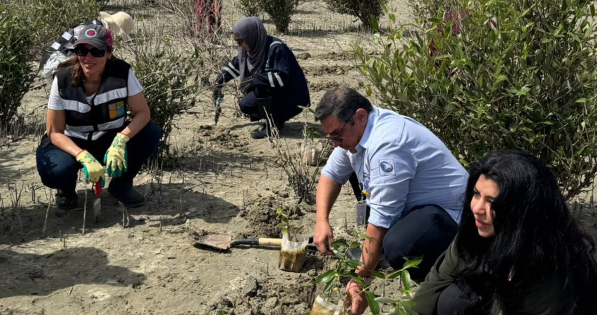 الكويت – «البيئة»: زراعة 4000 شتلة «قرم» في محمية الجهراء الطبيعية…