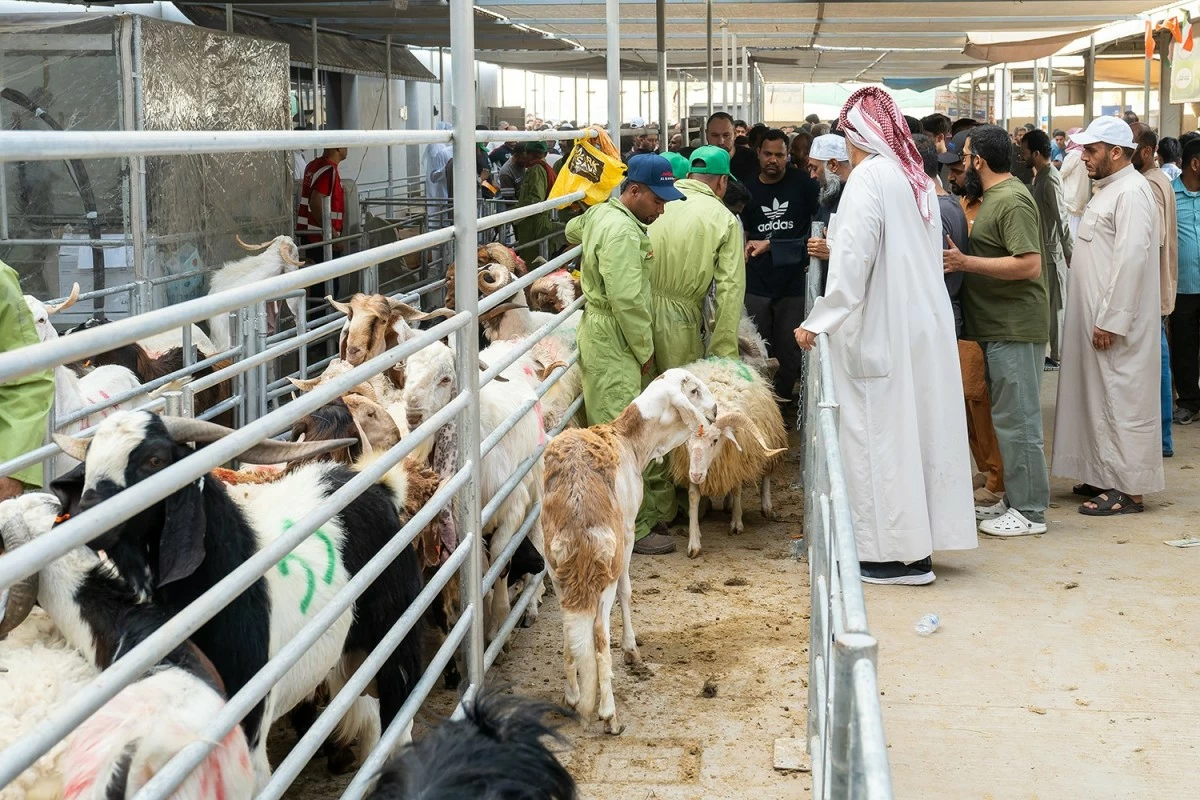 تعظيماً لشعائر الله... بدء نحر الأضاحي في الكويت عقب صلاة العيد