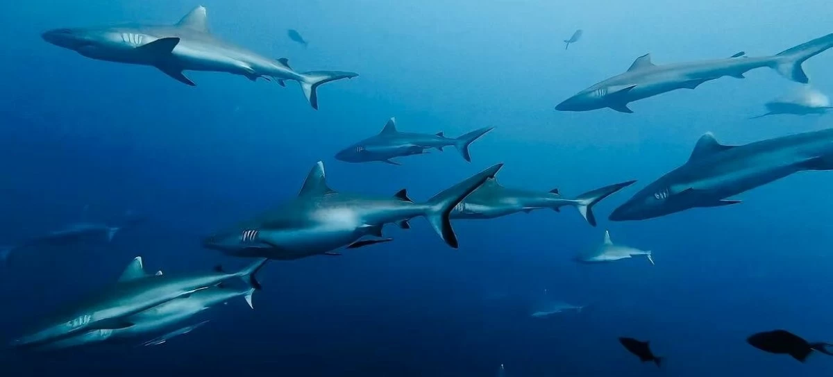 في قلب التوترات الإقليمية... غواصون يكشفون الوجه الخفي لمضيق هرمز