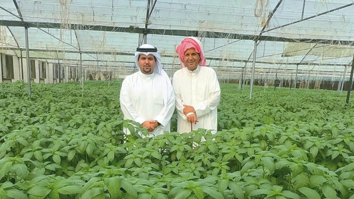الملوخية... سيِّدة المزارع الكويتية
