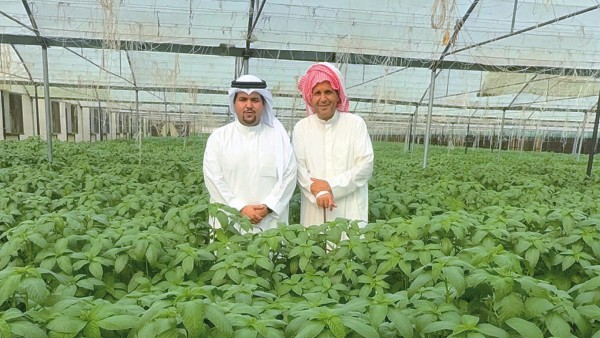 الملوخية... سيِّدة المزارع الكويتية