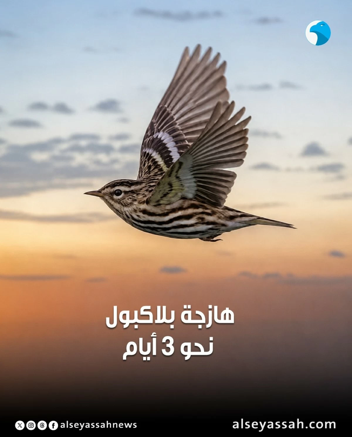 كم من الوقت تستطيع الطيور التحليق من دون أن تلامس الأرض؟