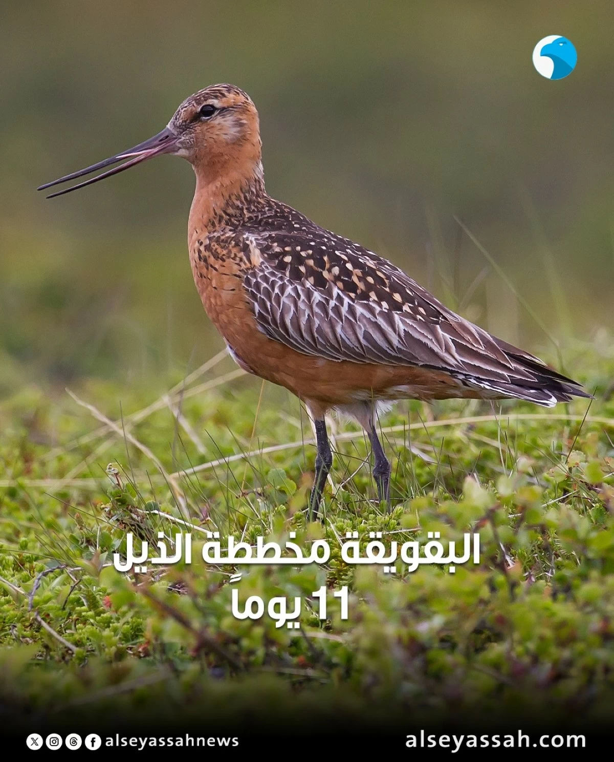 كم من الوقت تستطيع الطيور التحليق من دون أن تلامس الأرض؟