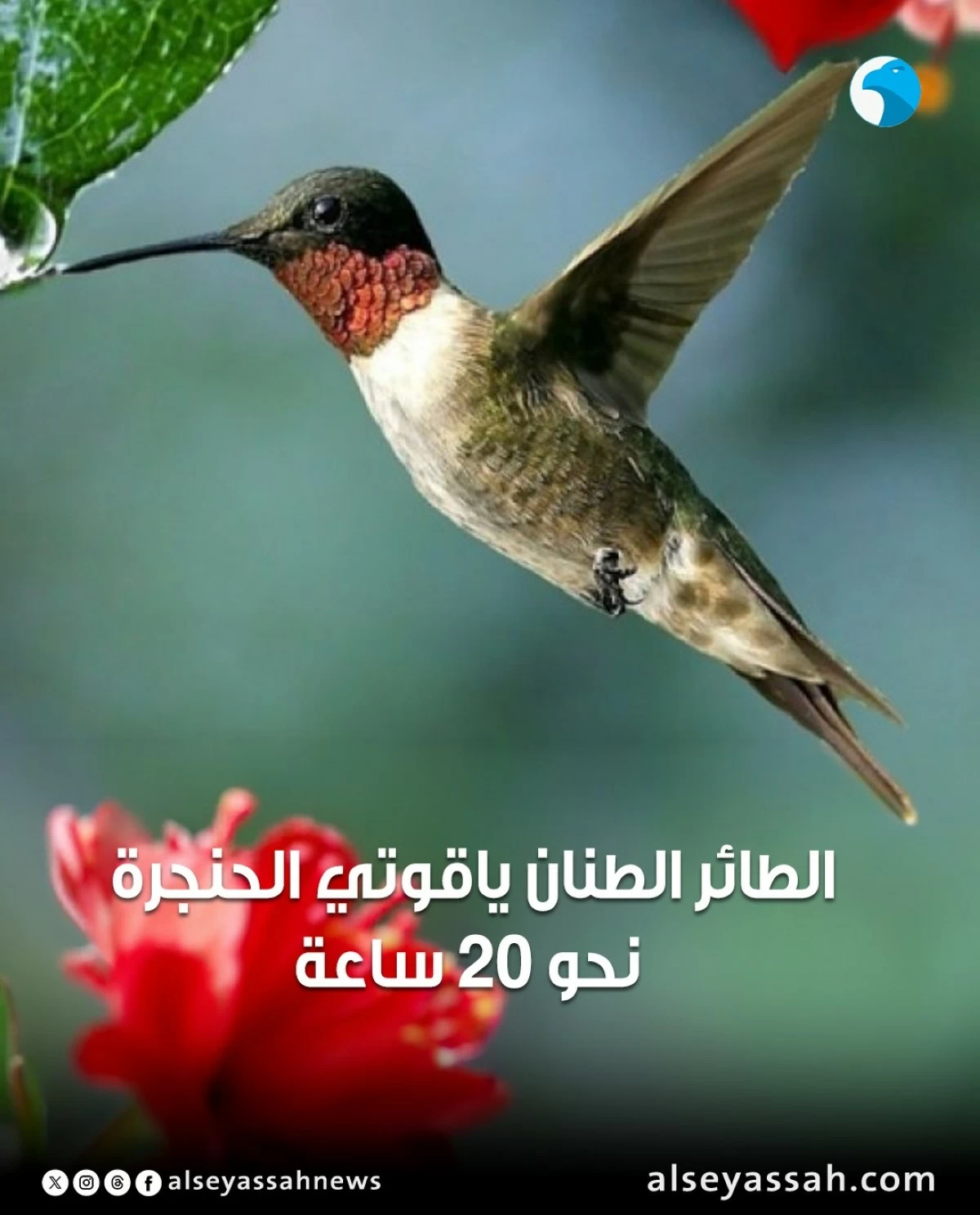 كم من الوقت تستطيع الطيور التحليق من دون أن تلامس الأرض؟