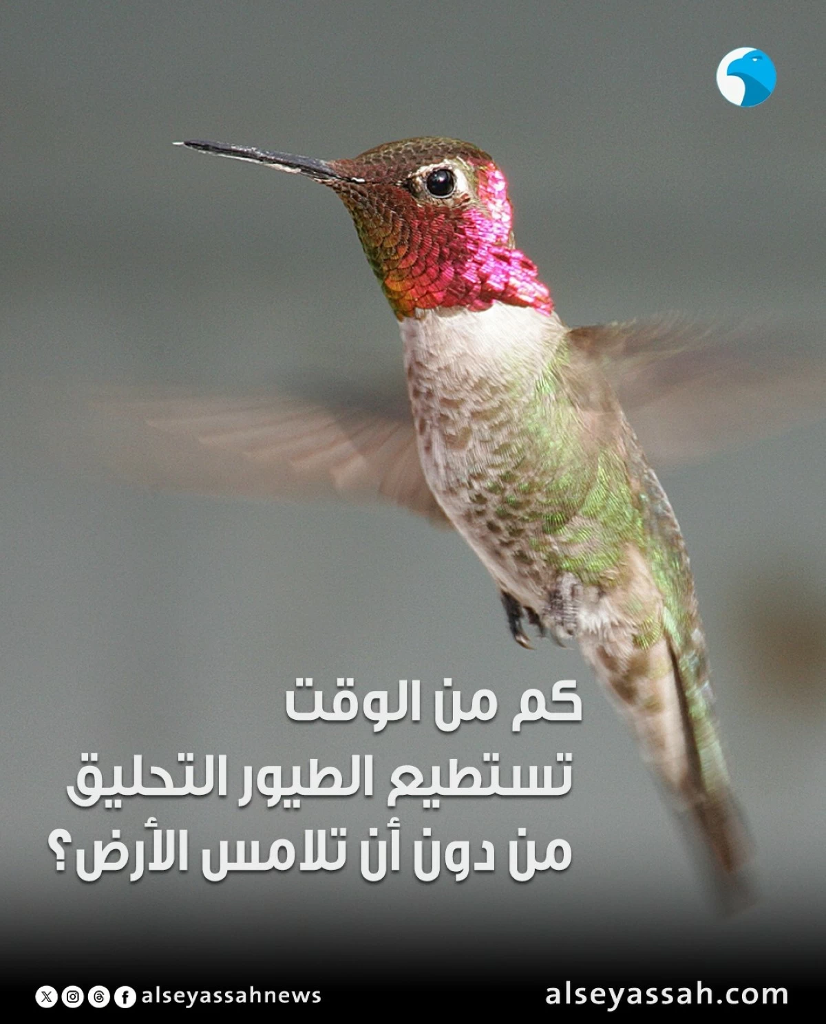 كم من الوقت تستطيع الطيور التحليق من دون أن تلامس الأرض؟