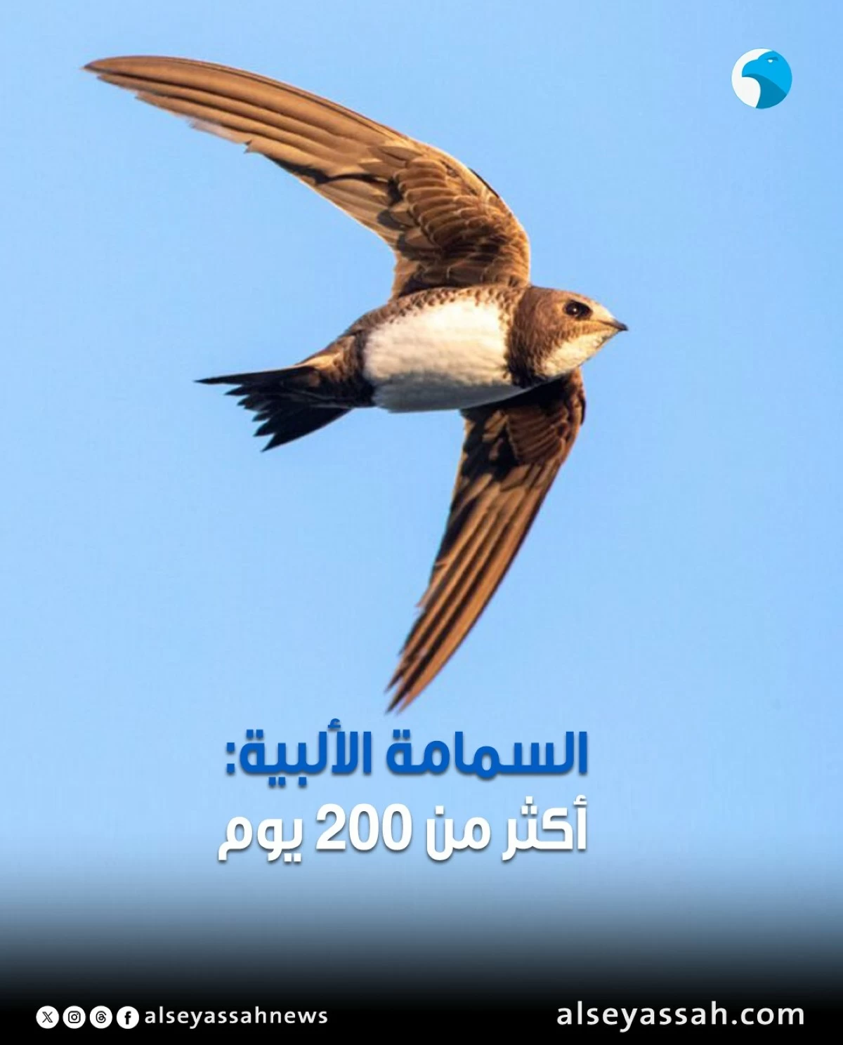 كم من الوقت تستطيع الطيور التحليق من دون أن تلامس الأرض؟