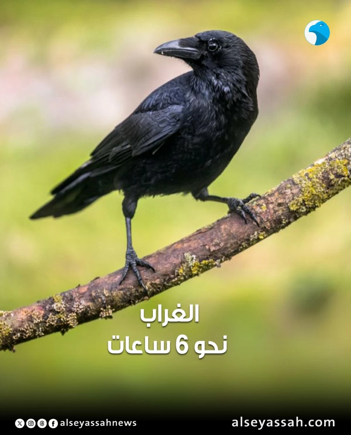 كم من الوقت تستطيع الطيور التحليق من دون أن تلامس الأرض؟