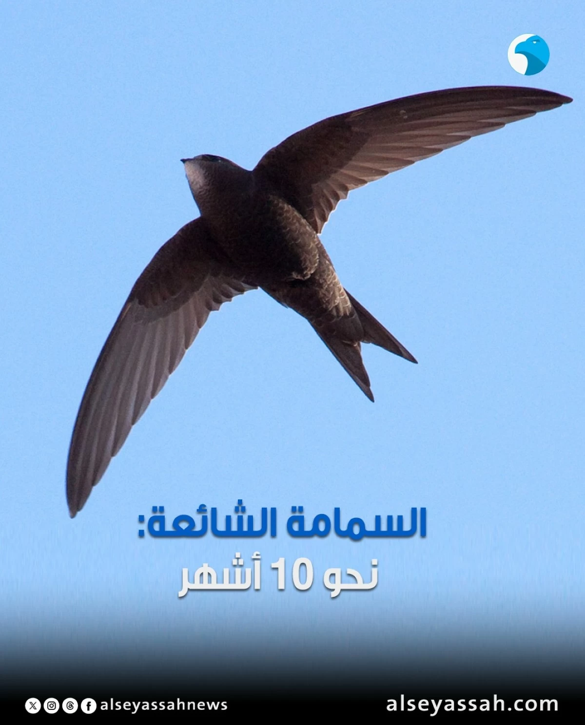 كم من الوقت تستطيع الطيور التحليق من دون أن تلامس الأرض؟
