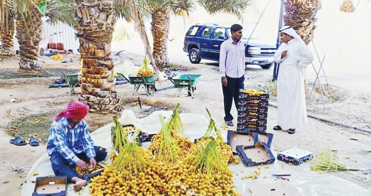 سبائك النخيل...تتلألأ في بساتين الوفرة والعبدلي
