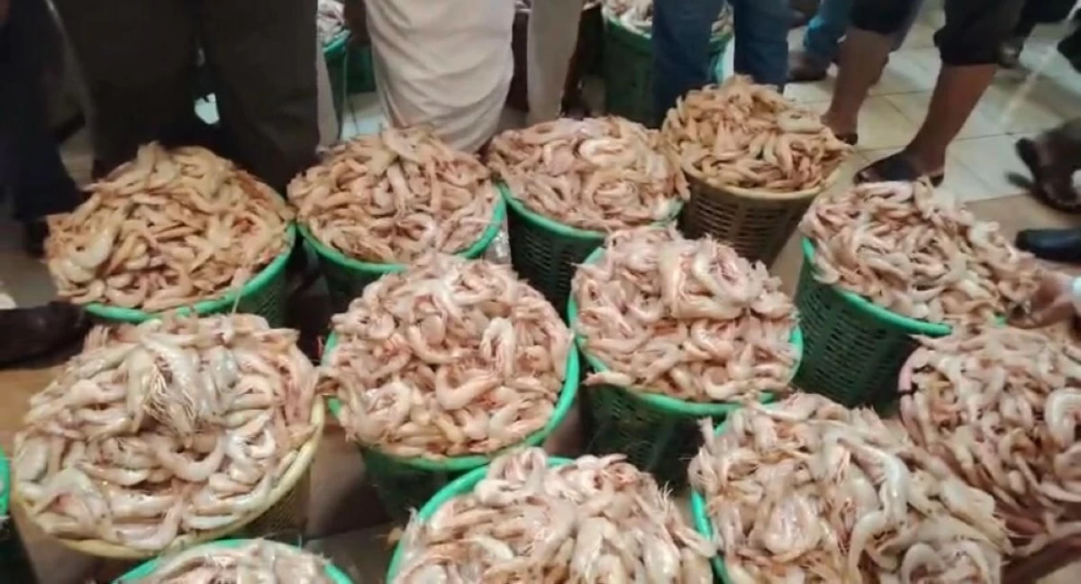 موسم الروبيان... انطلاقة قوية ووفرة