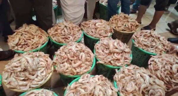 موسم الروبيان... انطلاقة قوية ووفرة