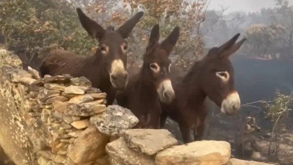 مزارعة إسبانية تتفاجأ بنجاة حميرها الثلاثة من حريق هائل