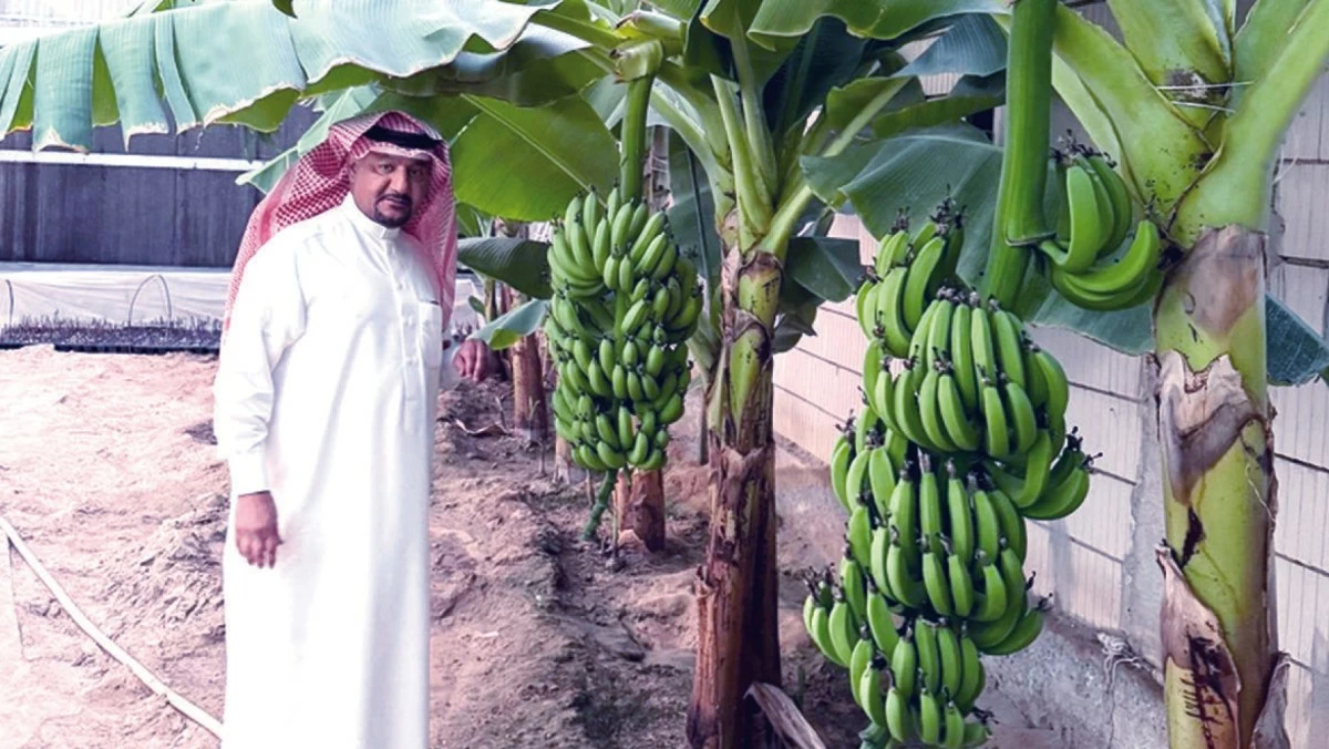 هنيدي الهنيدي: إنتاجنا المحلي من تين جاسم ورطب البرحي متميز