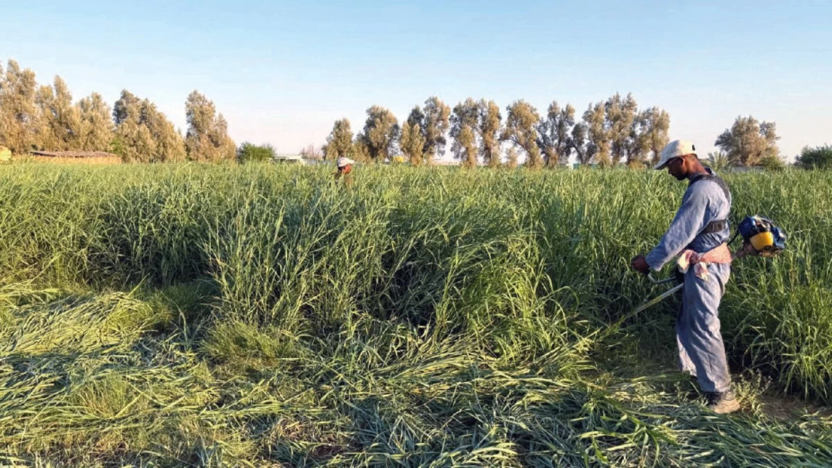 هنيدي الهنيدي: إنتاجنا المحلي من تين جاسم ورطب البرحي متميز