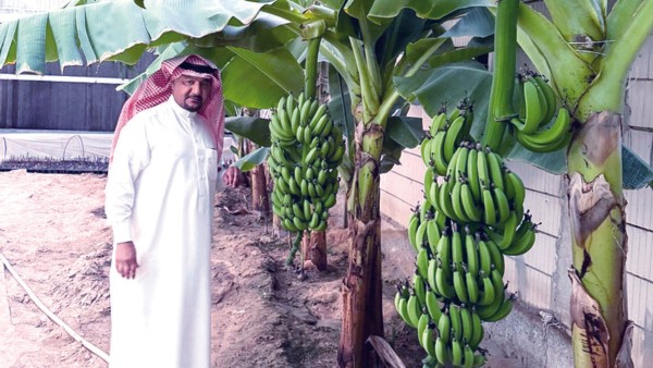 هنيدي الهنيدي: إنتاجنا المحلي من تين جاسم ورطب البرحي متميز