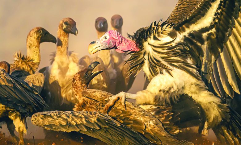 المصور الكويتي محمد مراد يحصد جائزتين في مسابقة دولية بإيطاليا