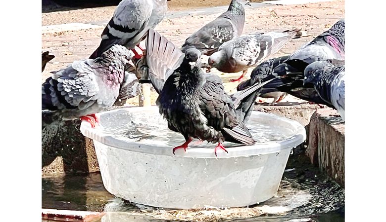 "في كُلِّ كَبِدٍ رَطْبَةٍ أَجْرٌ"