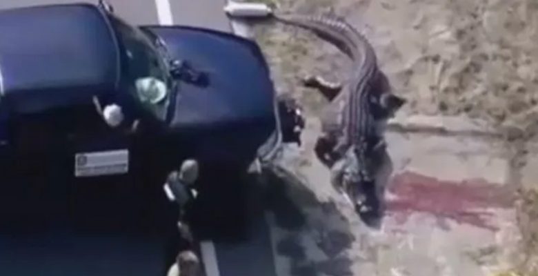 تفاصيل مرعبة..العثور على جثة امرأة بين فكي تمساح طوله 4 م