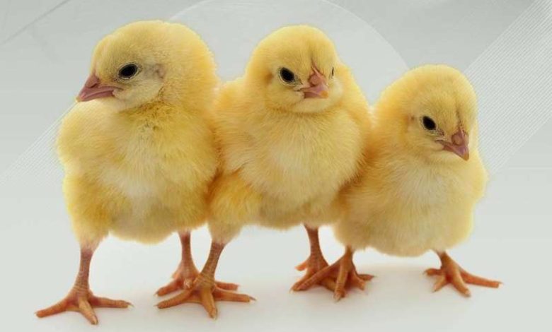 "الزراعة" تبيع "الصيصان" في الوفرة... كل أربعاء