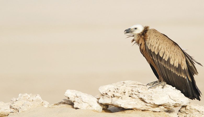 الكويت &hellip;معبر الطيور المهاجرة