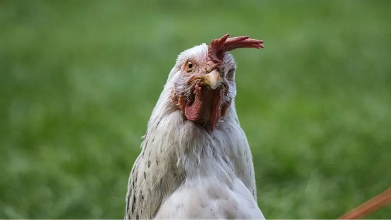 لصوص يسرقون 133 طناً من الدجاج في كوبا