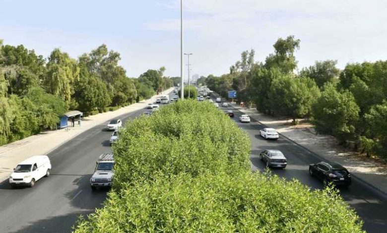 مجلس الوزراء: إعادة تشجير وزراعة المواقع والميادين العامة