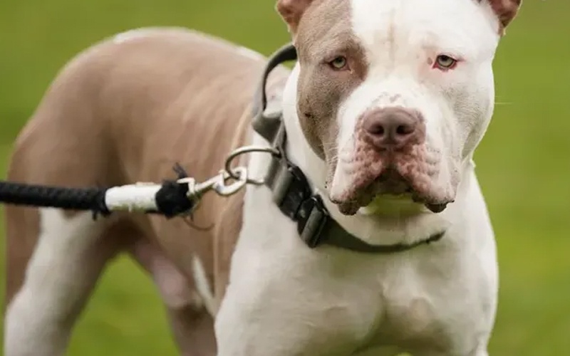 مرض غامض يقتل الكلاب في الولايات المتحدة