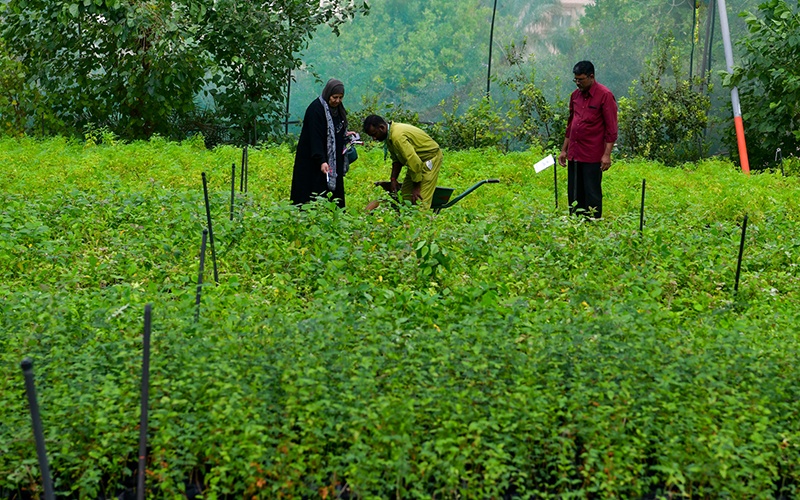 مشتل العمرية يفتتح موسم بيع الشتلات للموسم الشتوي 2023 وسط إقبال كثيف من محبي البستنة والزراعة