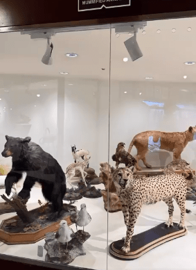 القبض على مواطن سعودي وبحوزته 102 حيوان محنط في مداهمة&nbsp;صادمة