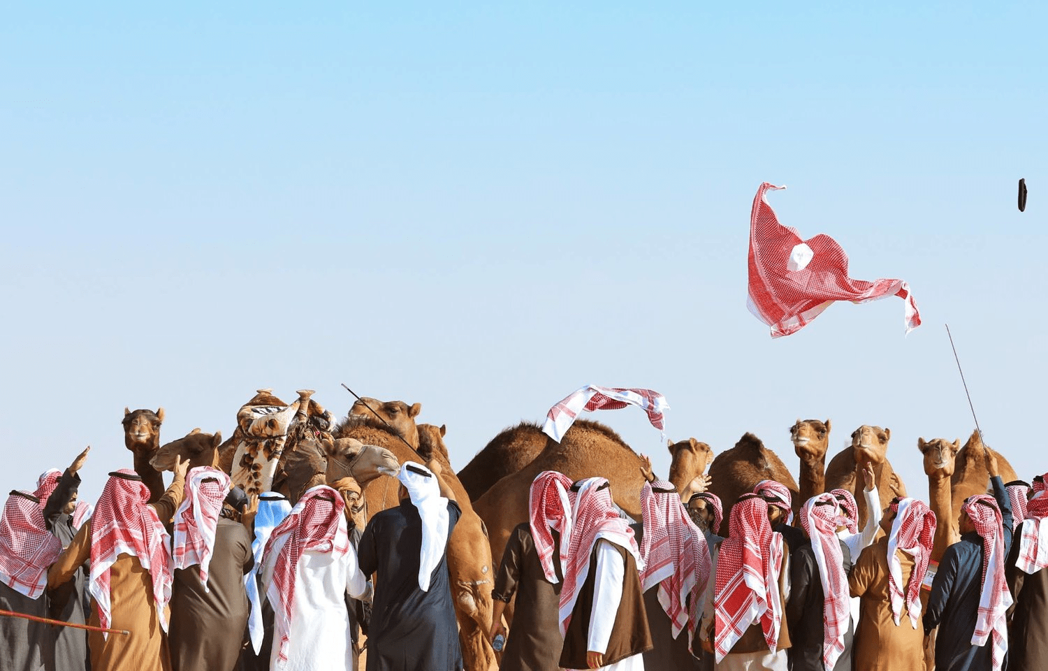 أشواط الهجيج تلفت الأنظار في مهرجان الإبل