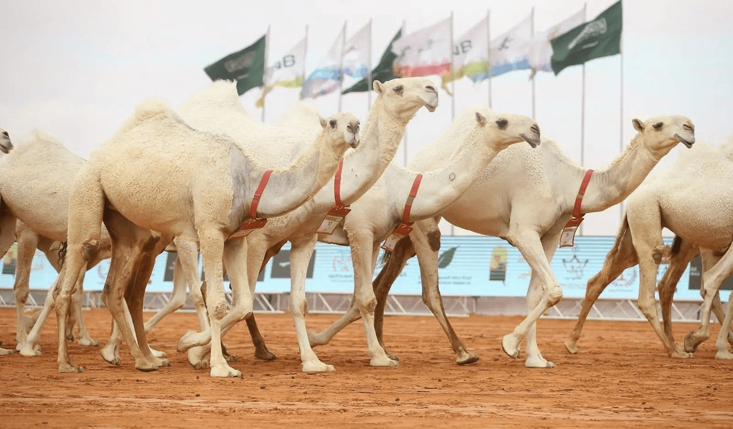 &laquo;مهرجان الملك عبد العزيز للإبل&raquo;: منقية الصفوة تتوج بـ&laquo;شلفا ولي العهد&raquo;