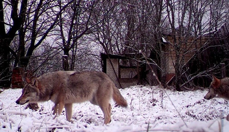 "ذئاب تشيرنوبل" تلهم العلماء لمواجهة مرض السرطان لدى البشر
