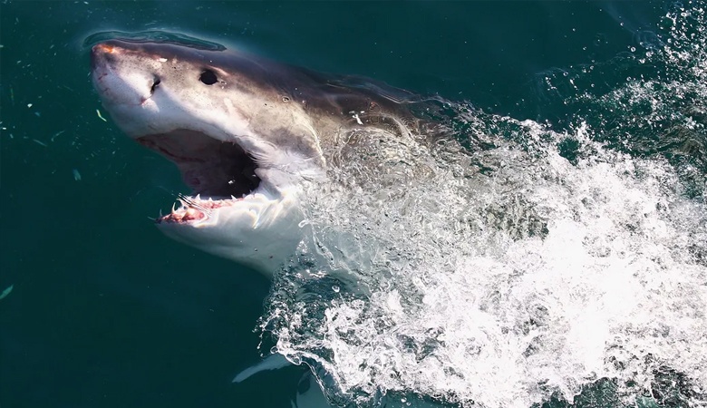 هجمات أسماك القرش.. تقرير 2023 يدق ناقوس خطر