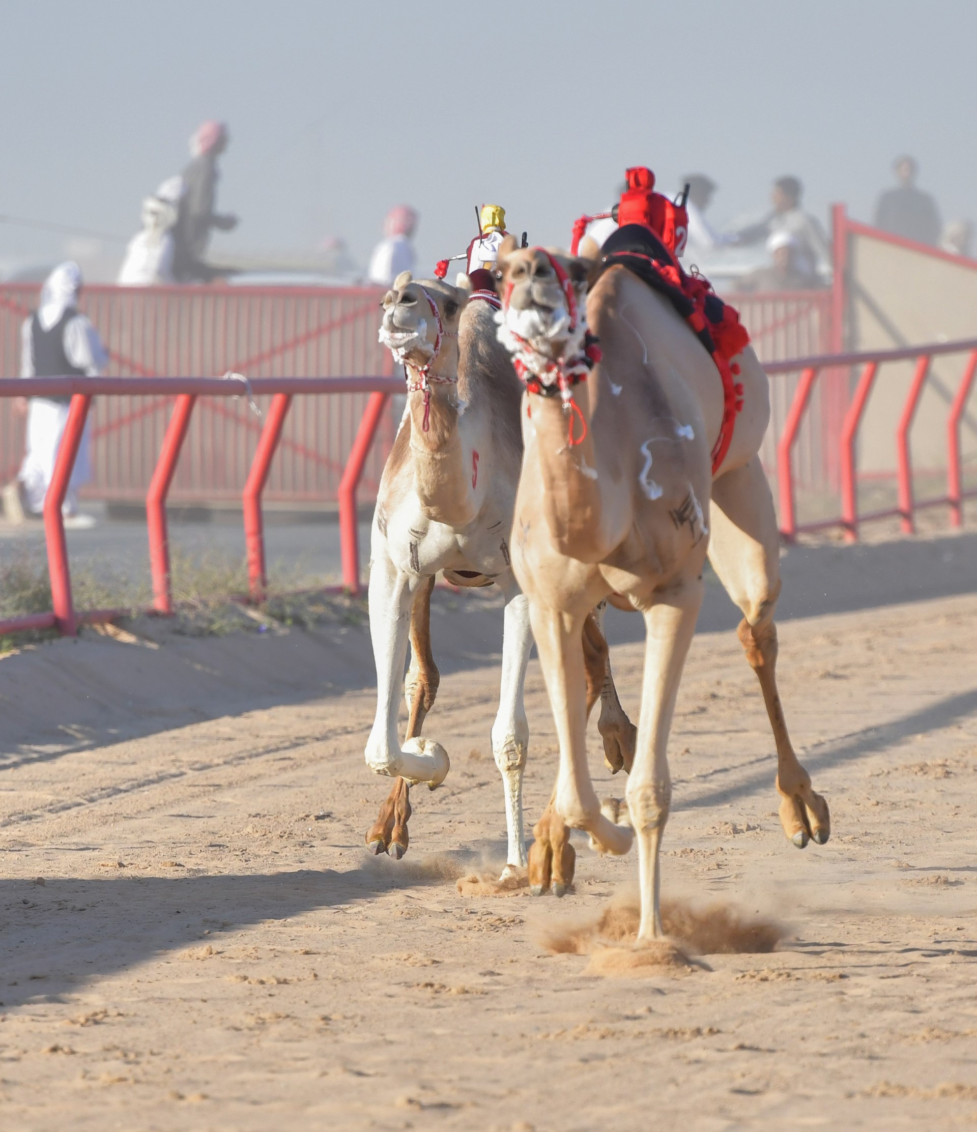 الذلول - الوارية) من الامارات تتوج بالسيف الذهبي لبطولة الكويت الدولية السنوية ال22 لسباقات الهجن