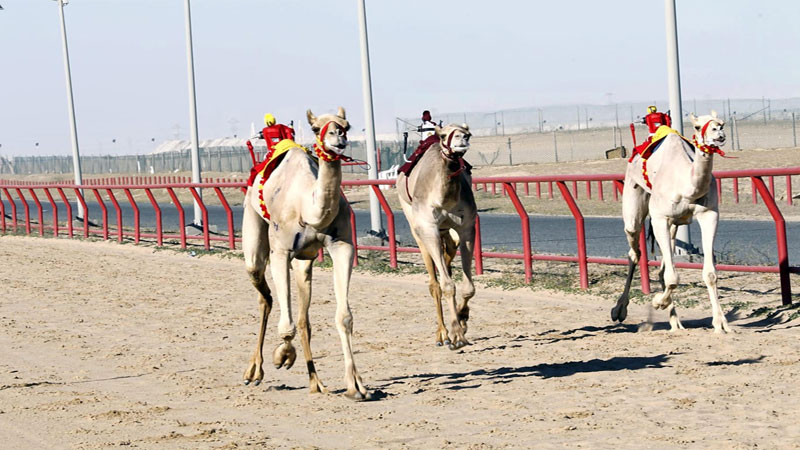 الأمير يرعى ختام "دولية الكويت للهجن" اليوم